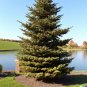 100 US Seeds Balsam Fir Abies balsamea Christmas Trees