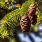100 US Seeds Balsam Fir Abies balsamea Christmas Trees