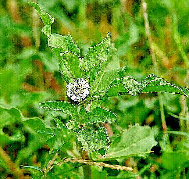 10 US Seeds Eclipta Alba Eclipta Prostra Medicinal YERBA DE TAJO False Daisy