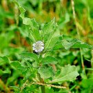 10 US Seeds Eclipta Alba Eclipta Prostra Medicinal YERBA DE TAJO False Daisy