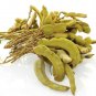 Tamarind Tamarindus indica 10 US Seeds