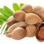 Tamarind Tamarindus indica 10 US Seeds