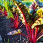 BULK Swiss Chard Magenta Sunset 400 US Seeds