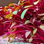 BULK Swiss Chard Magenta Sunset 400 US Seeds