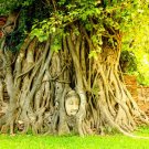 Medicinal Ficus Religiosa 80 US Seeds