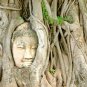 Medicinal Ficus Religiosa 80 US Seeds