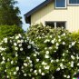 30 US Seed White Rose Bush Rosa Rugosa alba