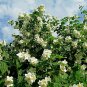 30 US Seed White Rose Bush Rosa Rugosa alba
