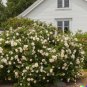 30 US Seed White Rose Bush Rosa Rugosa alba