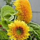 40 US Seeds Teddy Bear Sunflower
