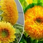 40 US Seeds Teddy Bear Sunflower