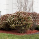 Viburnum cassinoides Tea Berry Shrub 40 US Seeds