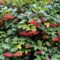 Viburnum cassinoides Tea Berry Shrub 40 US Seeds