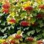 Viburnum cassinoides Tea Berry Shrub 40 US Seeds