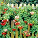 Twin berry Honeysuckle L involucrata 50 US Seeds