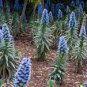 Blue Bugloss Echium fastuosum 50 US Seeds