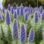 Blue Bugloss Echium fastuosum 50 US Seeds