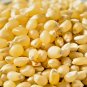 Grow Non GMO Japanese Hulless Corn White Popcorn 50 US Seeds
