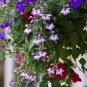 100 US Seeds Cascade Lobelia Mix Colorful Trailing Perennial Flowers