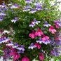 100 US Seeds Cascade Lobelia Mix Colorful Trailing Perennial Flowers