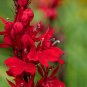 600 US Seeds Red Tall Bulk Lobelia Cardinal Flower