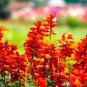 600 US Seeds Red Tall Bulk Lobelia Cardinal Flower