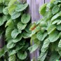 GIANT Malabar Spinach 150 US Seeds