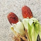 80 US Seeds Dwarf Ruby Jewel Zea mays Strawberry Popcorn
