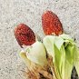 80 US Seeds Dwarf Ruby Jewel Zea mays Strawberry Popcorn