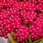 1000 US SEEDS Perennial Rosy Red BULK WILDFLOWER Achillea Millefolium rubra