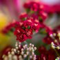 1000 US SEEDS Perennial Rosy Red BULK WILDFLOWER Achillea Millefolium rubra