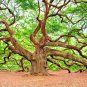10 US Seeds Oregon White Oak Tree Quercus Garryana Acorns