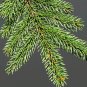 Christmas Trees Norway Green Spruce Picea abies 50 US Seeds