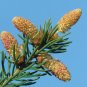 Christmas Trees Norway Green Spruce Picea abies 50 US Seeds