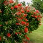 100 US Seeds Crimson Bottle Brush Red Flowering Tree Callistemon citrinus