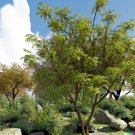 10 US Seeds Honeylocust Tree Gleditsia caspian