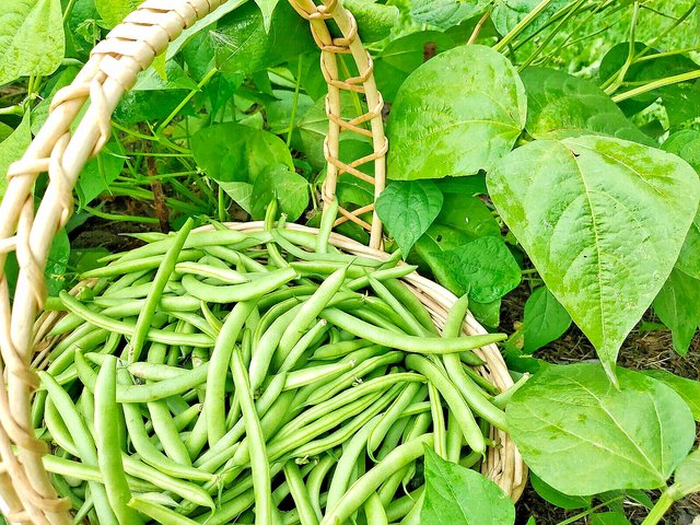GREEN BEAN 100 US SEEDS