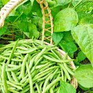 GREEN BEAN 100 US SEEDS