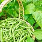 GREEN BEAN 100 US SEEDS