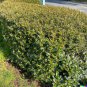 20 US SEEDS HEDGE BUSH Dwarf Myrtle Myrtus Communis Fragrant White Flowering