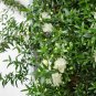 20 US SEEDS HEDGE BUSH Dwarf Myrtle Myrtus Communis Fragrant White Flowering