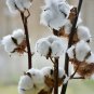 WHITE COTTON BURANDA 30 US SEEDS