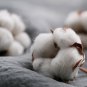 WHITE COTTON BURANDA 30 US SEEDS