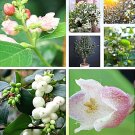 40 US Seeds Snowberry Symphoricarpos albus HONEYSUCKLE