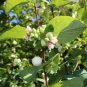 40 US Seeds Snowberry Symphoricarpos albus HONEYSUCKLE