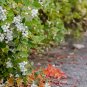 40 US Seeds Snowberry Symphoricarpos albus HONEYSUCKLE