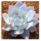 Echeveria cante Succulent Plant 10 US Seeds