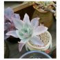 Echeveria cante Succulent Plant 10 US Seeds