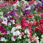 Ct Sweet Pea Vine mix 80 US Seeds