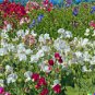 Ct Sweet Pea Vine mix 80 US Seeds